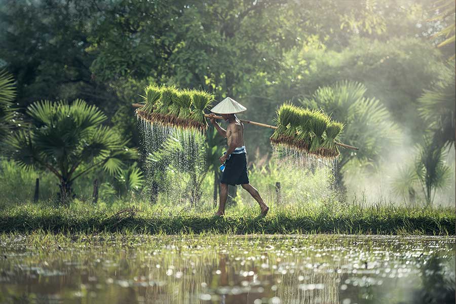 Rice Field Farmer